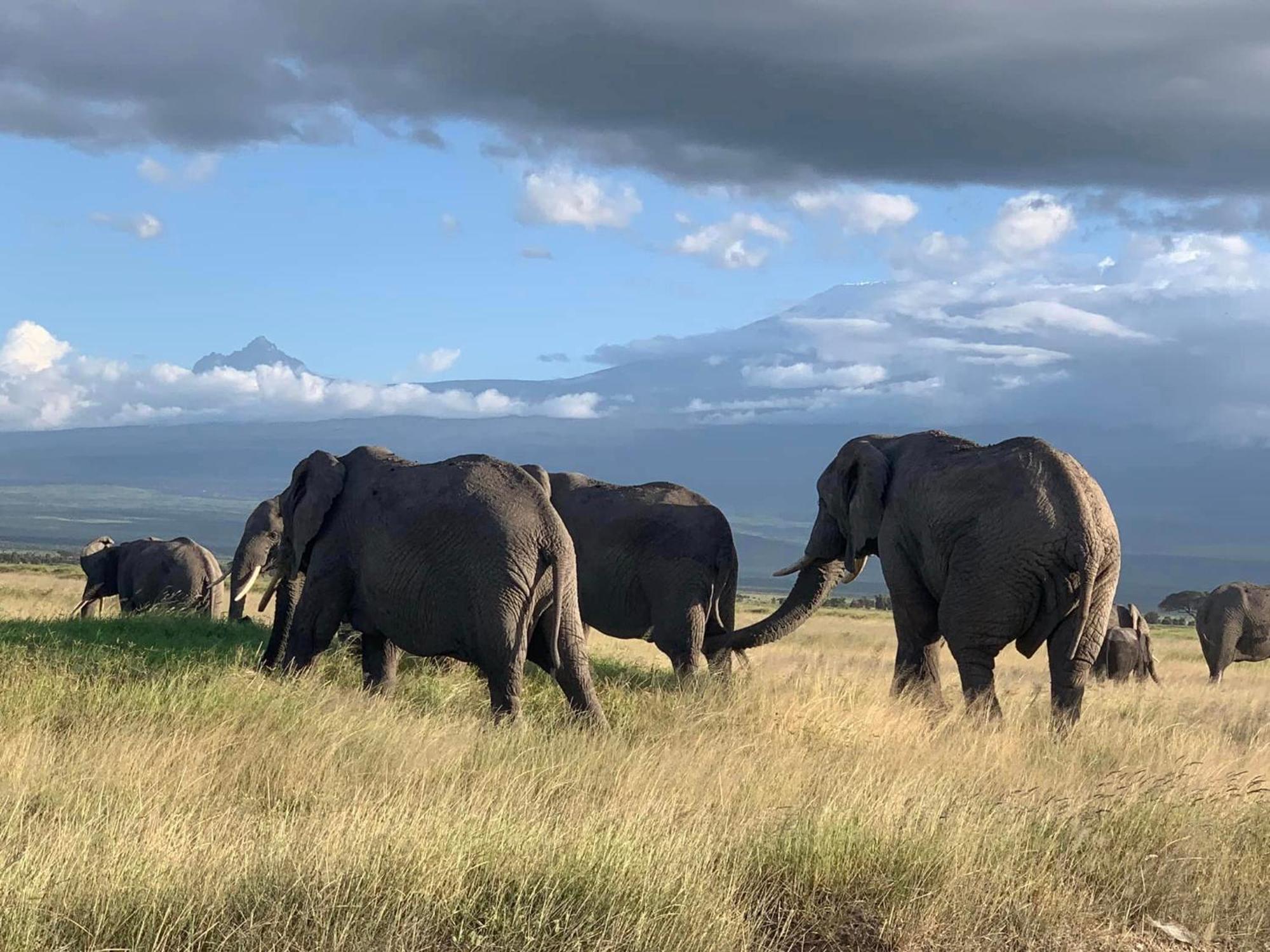 Amboseli Discovery Camp Extérieur photo