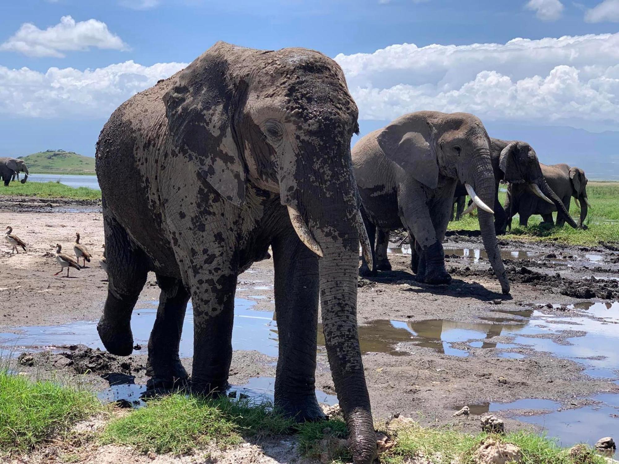 Amboseli Discovery Camp Extérieur photo