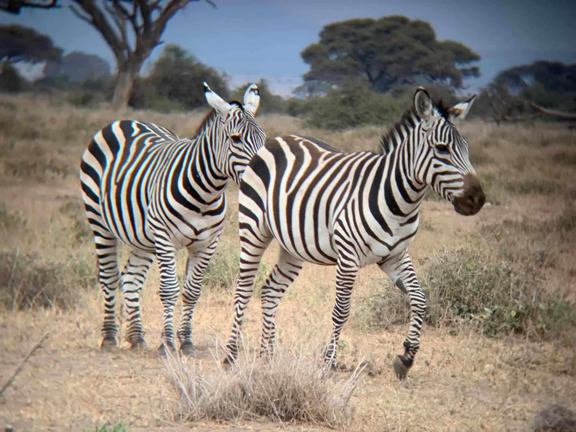 Amboseli Discovery Camp Extérieur photo